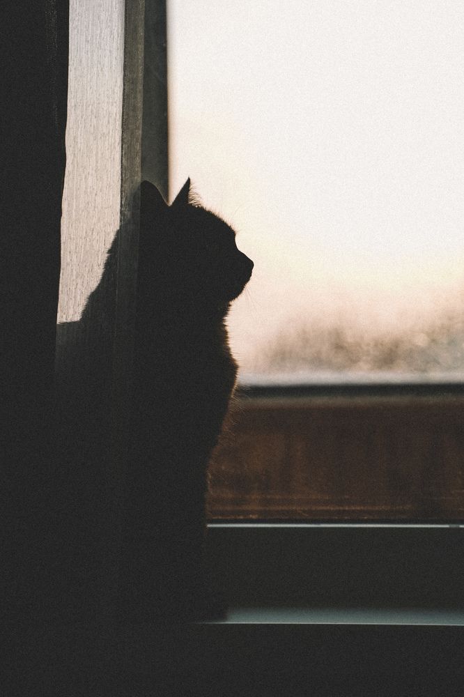 Гордый профиль