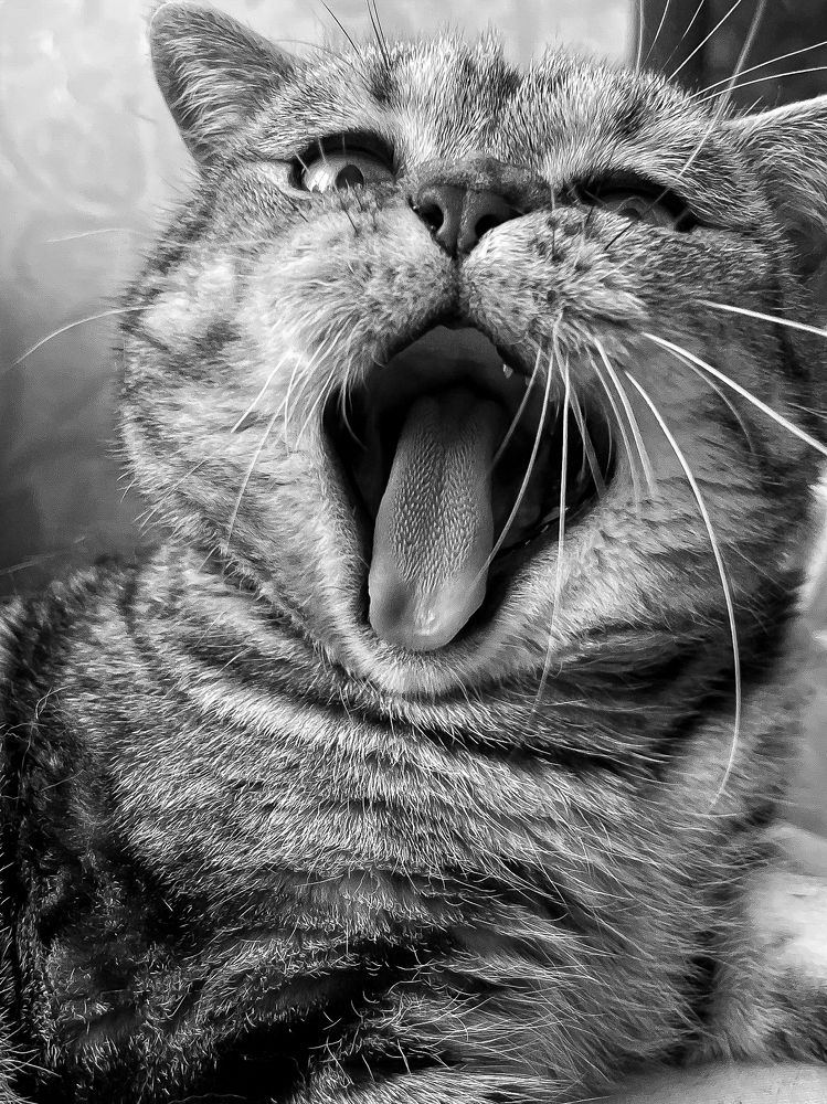 Мартин зевнул