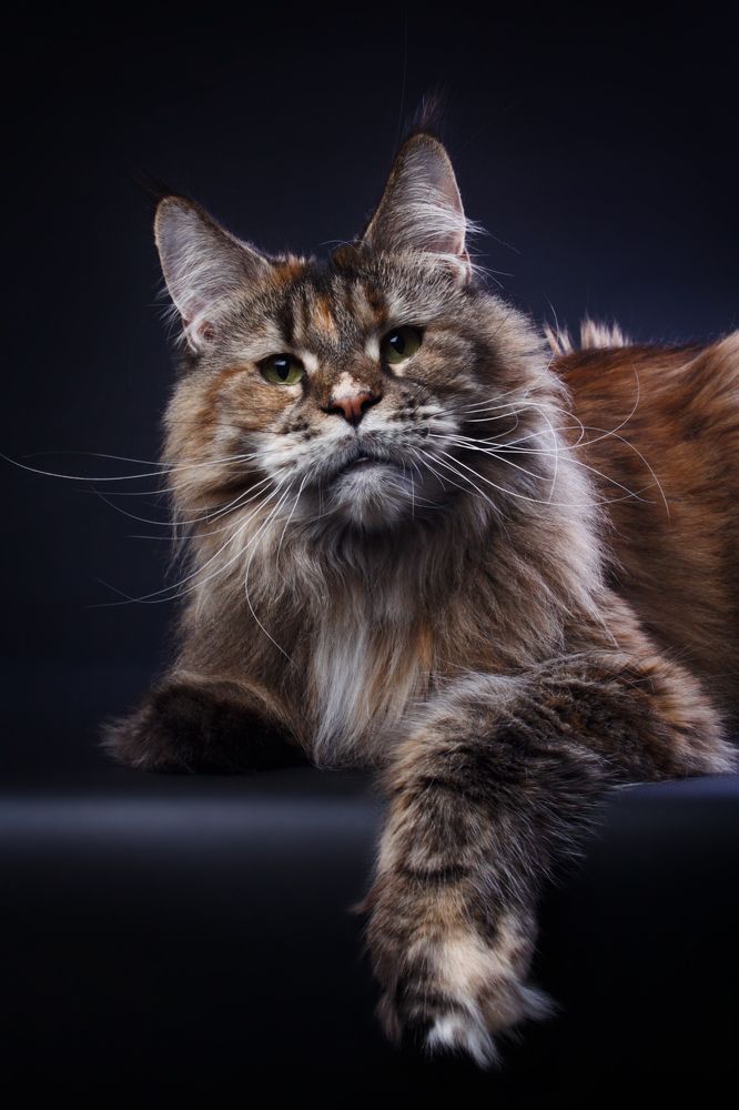 Savanna Gross Team, maine coon