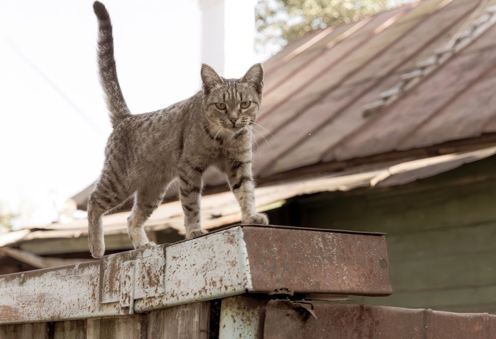 Я здесь хозяин !