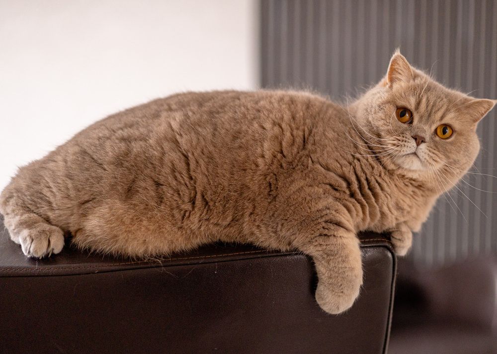 Photograph by Светлана Мнацаканянц