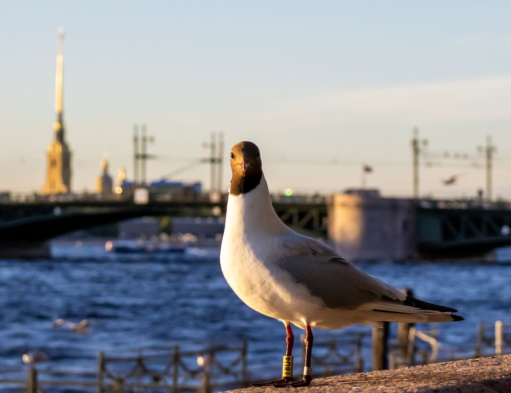 Photograph by Александр Голиков