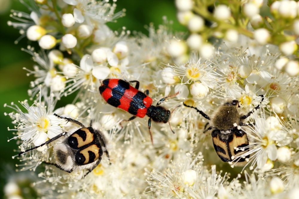 Photograph by Ольга Метлицкая