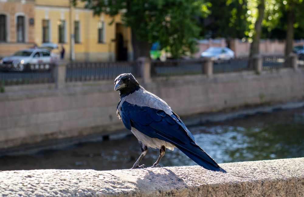 Photograph by Александр Голиков