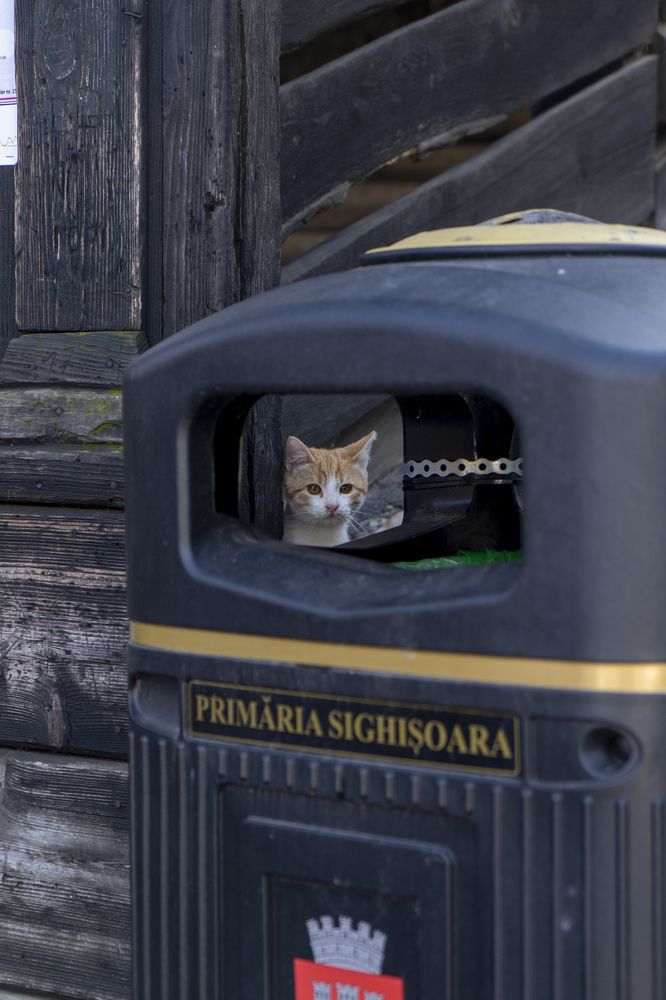 Фотография автора Ирина Зайцева