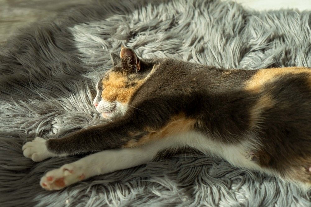 Фотография автора Ирина Зайцева