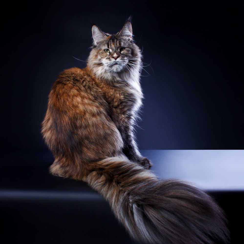 Savanna Gross Team, maine coon