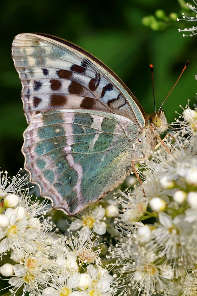 Photograph by Ольга Метлицкая
