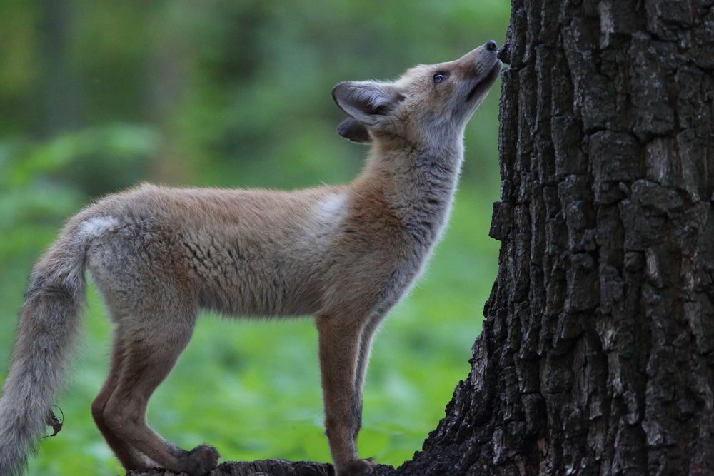 А мне ещё расти и расти...