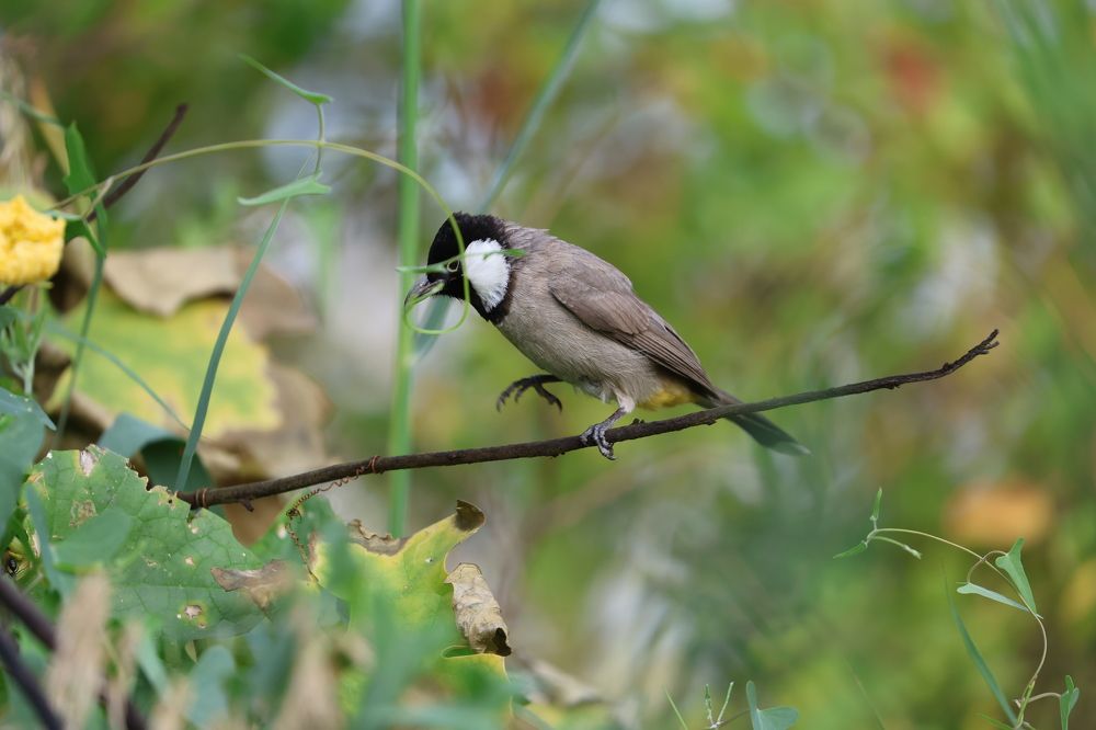Фотография автора Rajesh Shetty