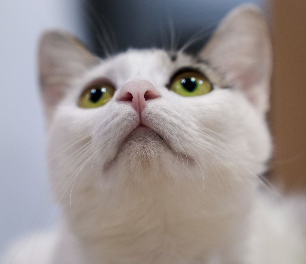 Фотография автора Gustavo Orellana