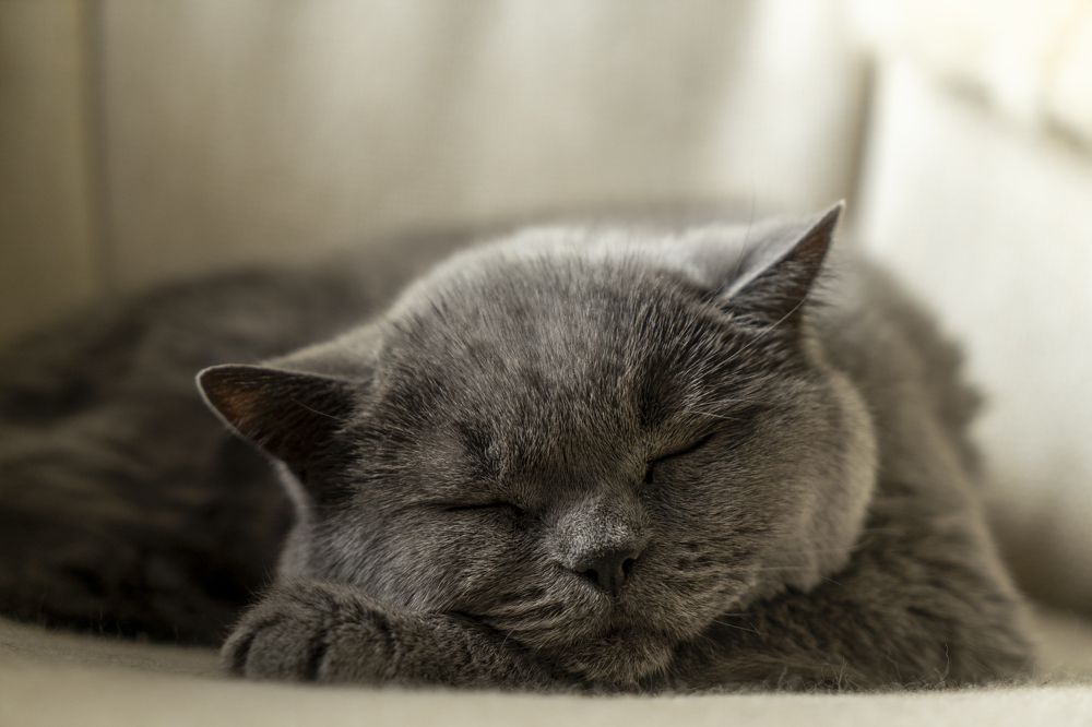 Фотография автора Ирина Зайцева