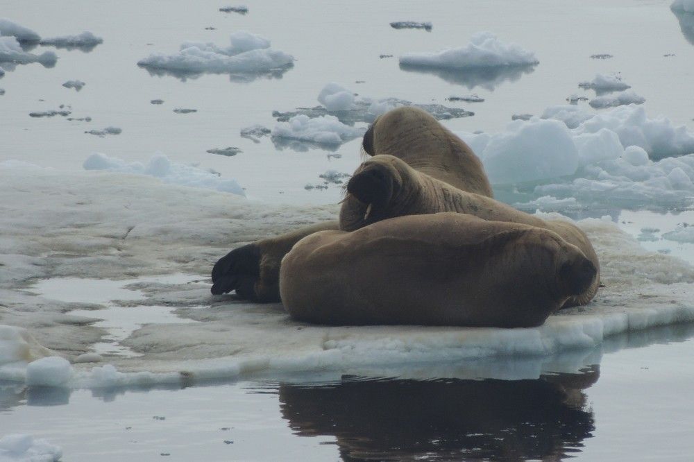 Photograph by Константин Токарев