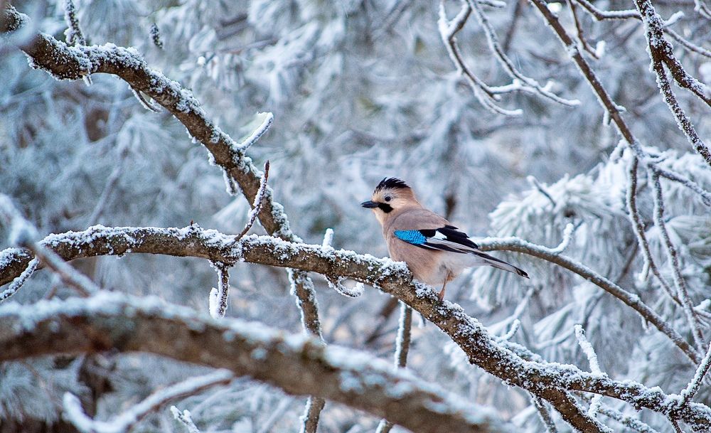 Фотография автора Олег Васильев