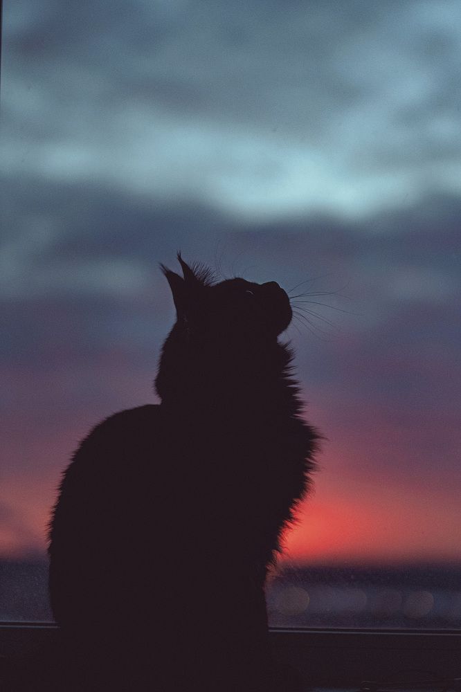 Photograph by Светлана Мнацаканянц