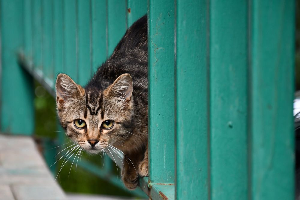 Городской хищник