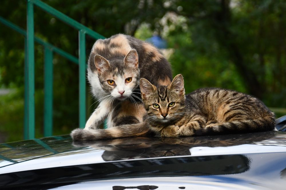 Городские хищники