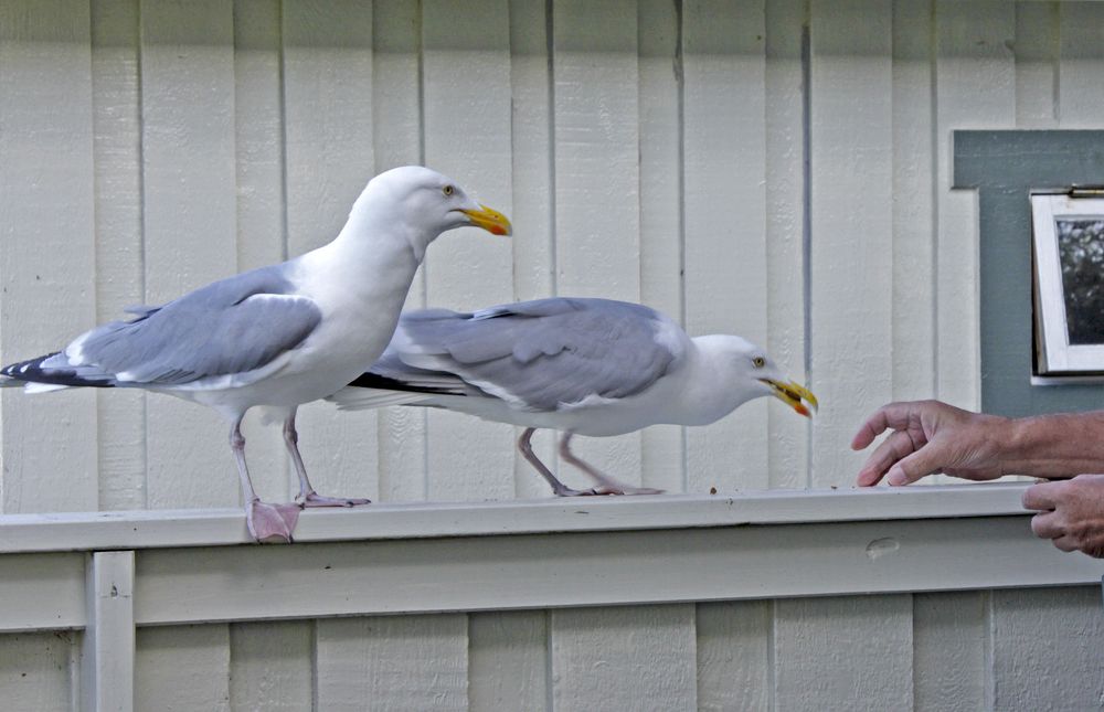 Попрошайки