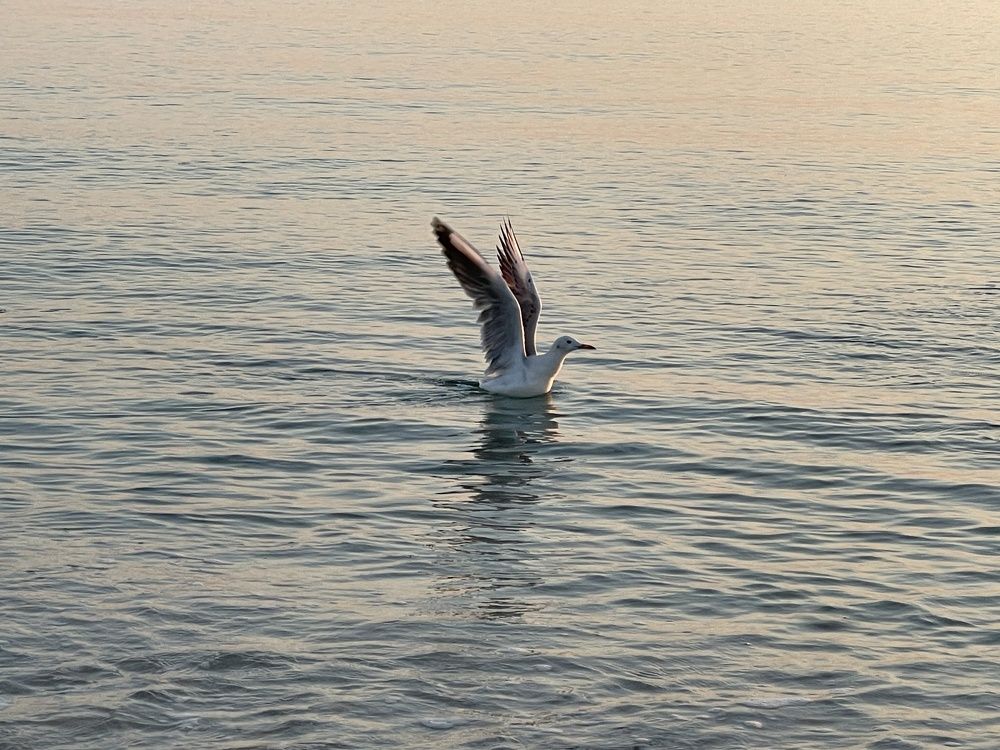 Photograph by mona gh