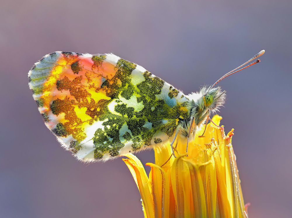 Photograph by Лукашук Евгений