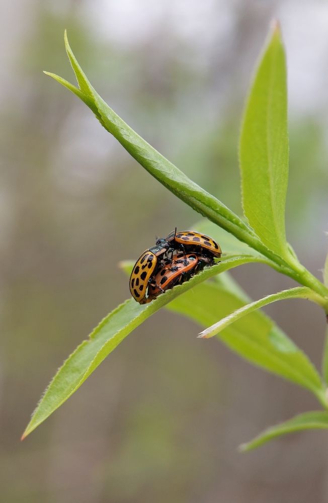 Photograph by Данила Черезов