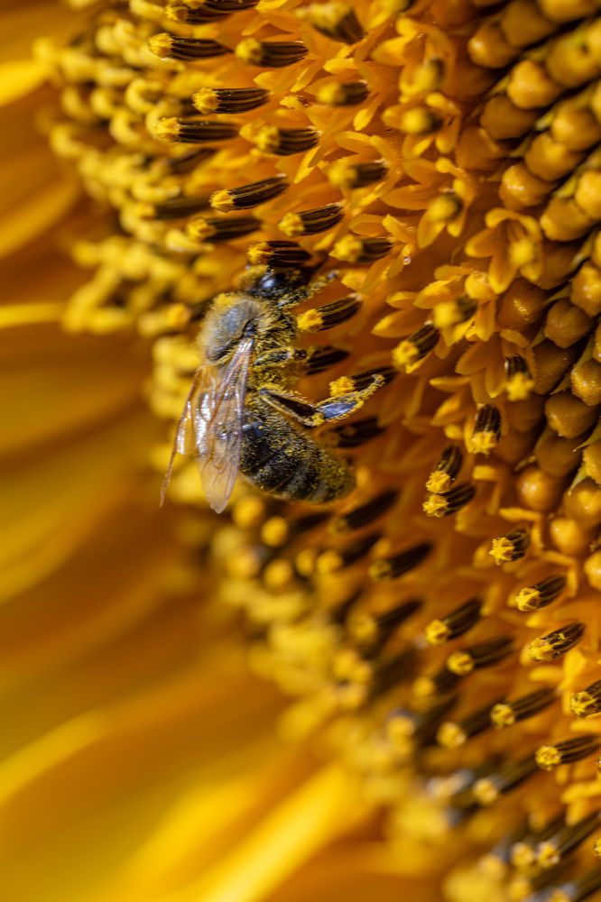 пчела на подсолнухе