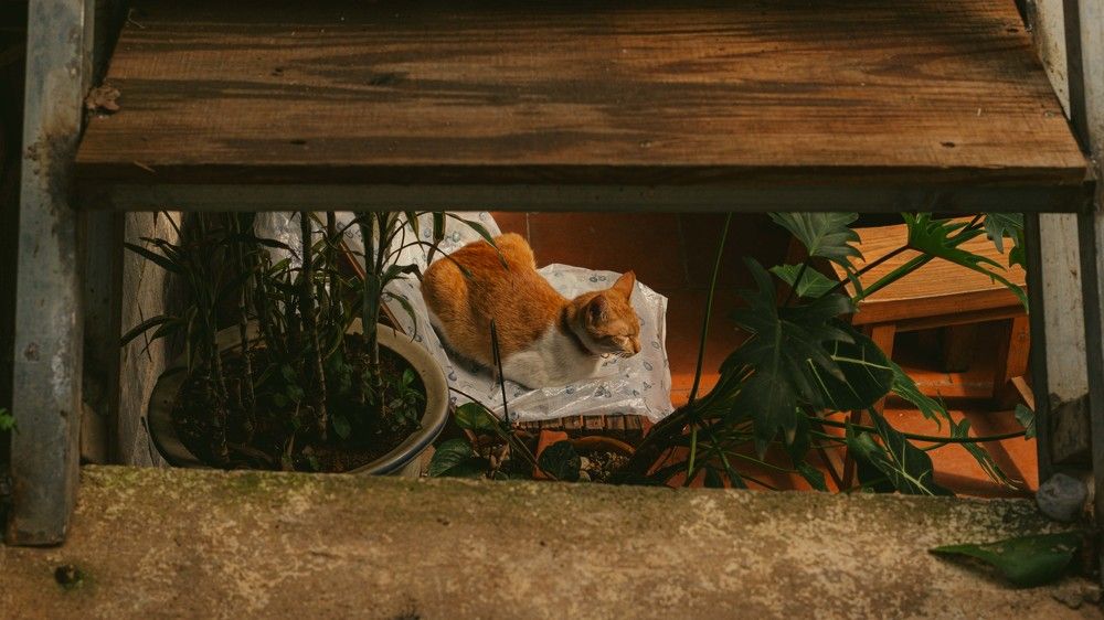 Фотография автора Dat Nguyen Le Tien