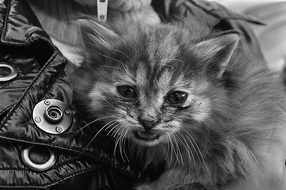 Милая мордочка