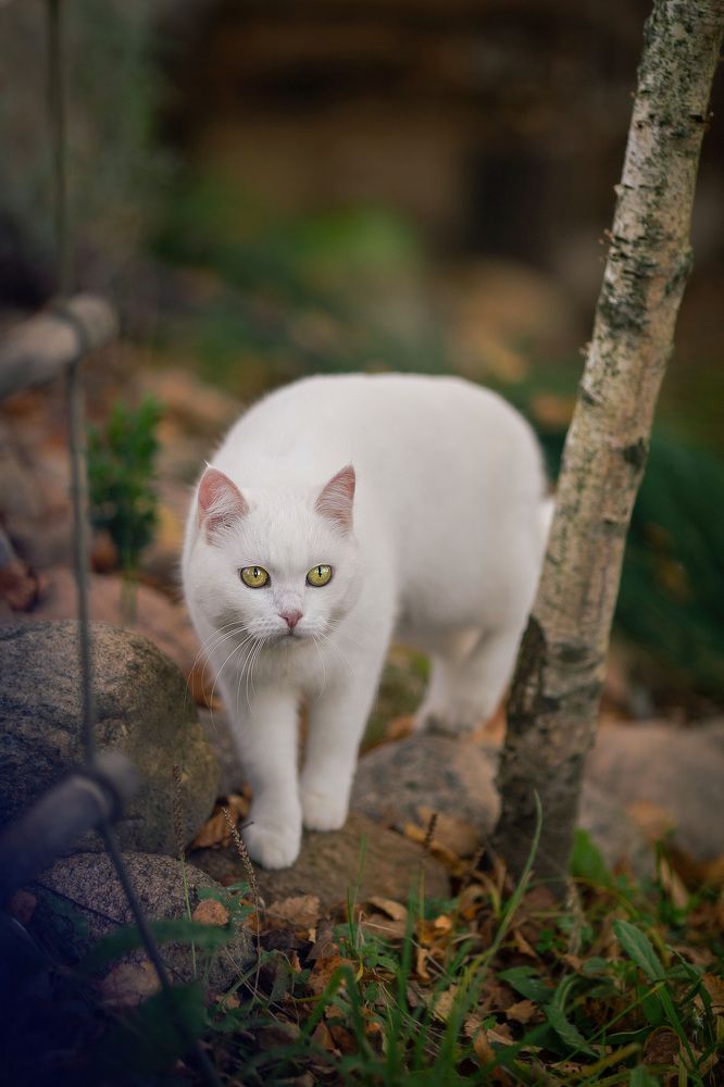 Photograph by Светлана Мнацаканянц