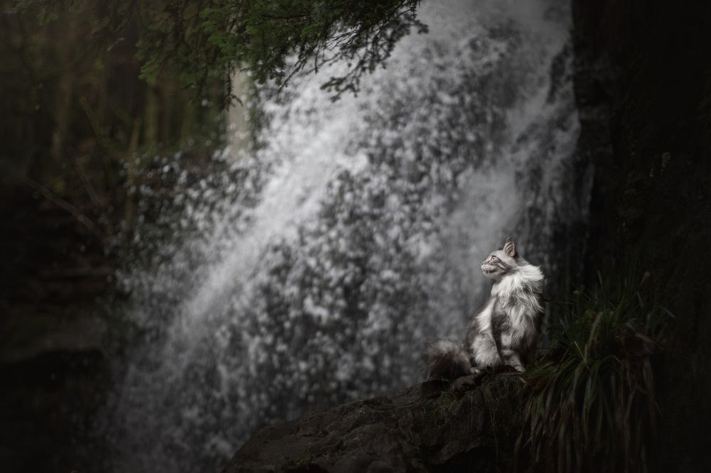 As wild as waterfalls