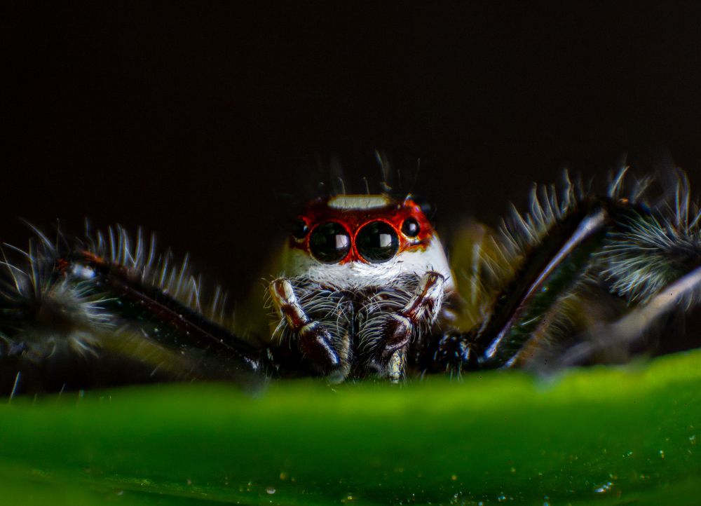 Photograph by Dewindu H. Fernando