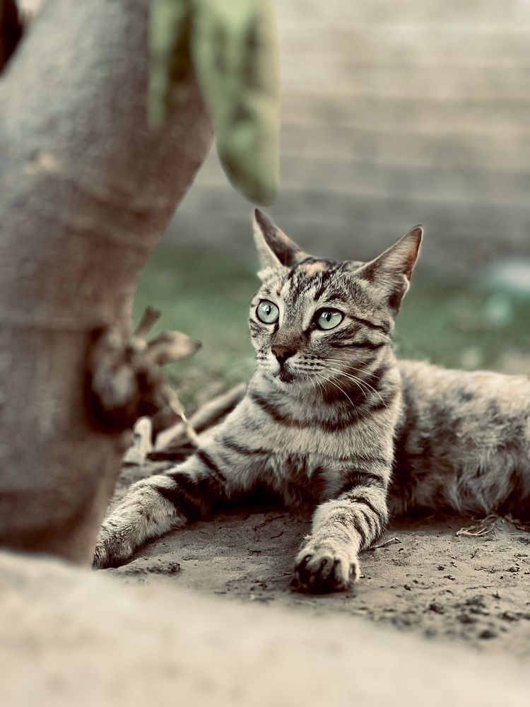 Фотография автора Awais Akram