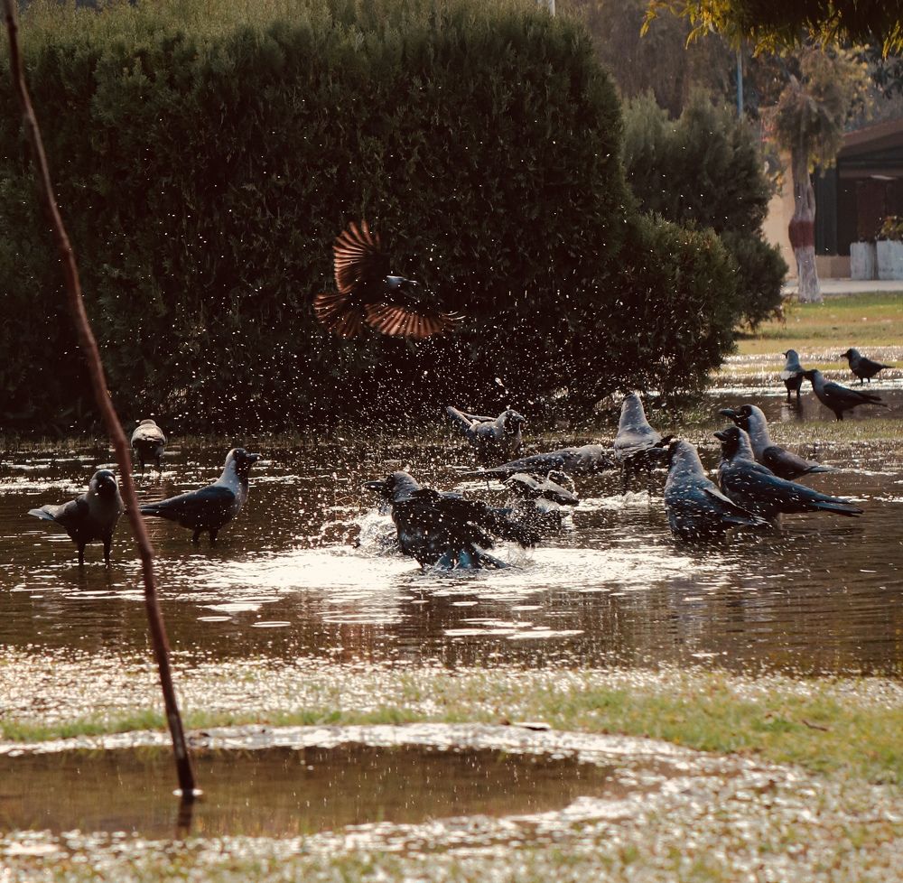 Фотография автора Awais Akram