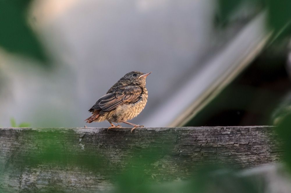 Photograph by Владимир Янчук