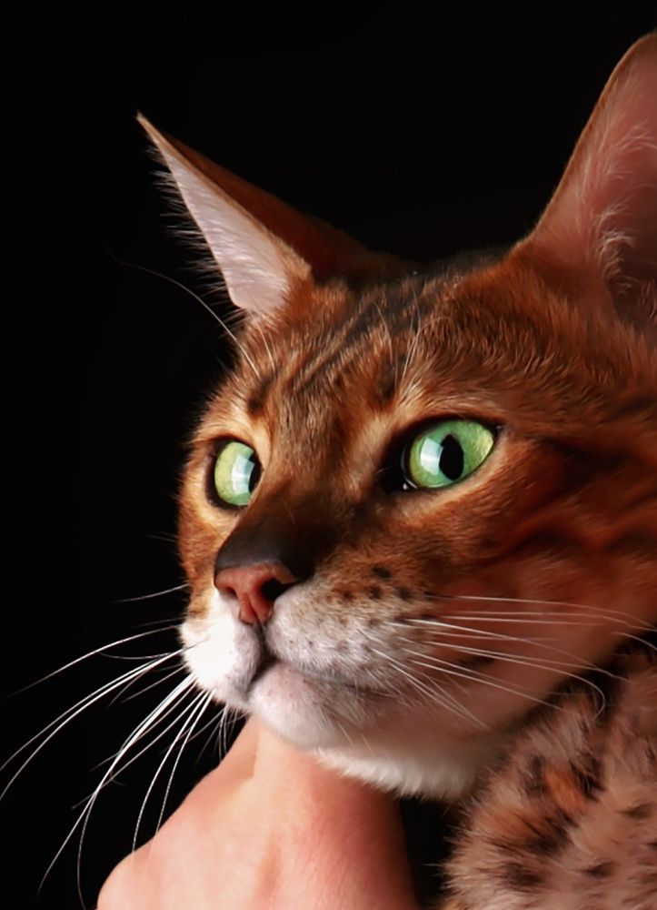 Photograph by Светлана Хамидулина