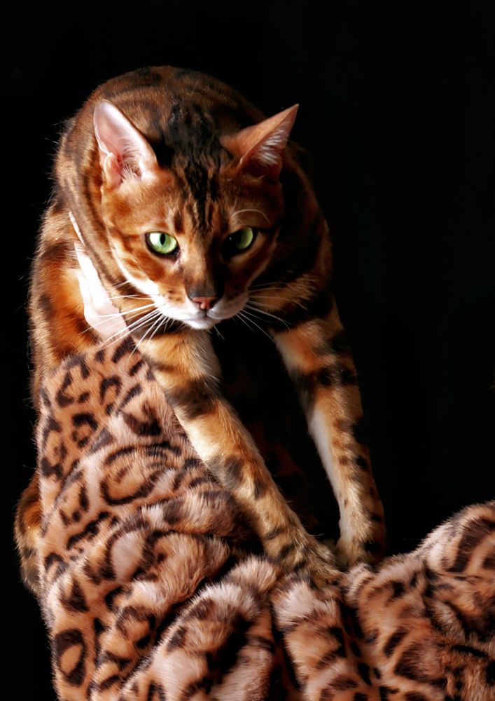 Photograph by Светлана Хамидулина