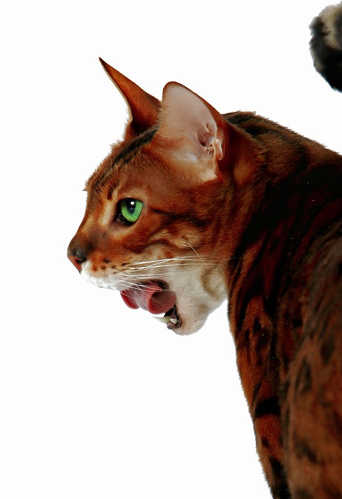 Photograph by Светлана Хамидулина