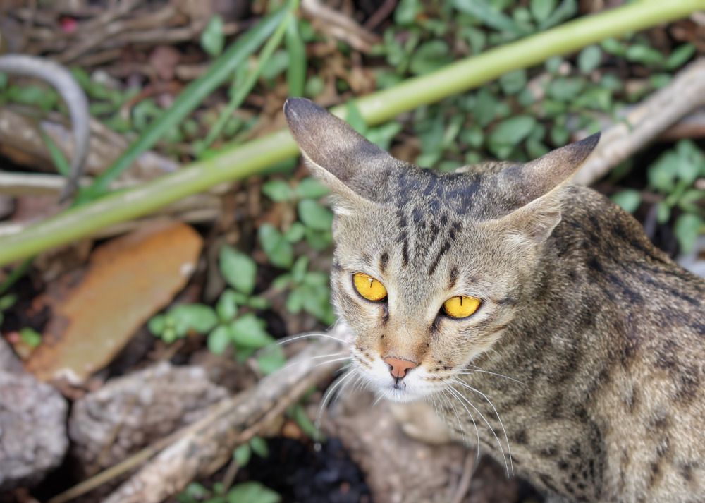 One with the cat's eyes