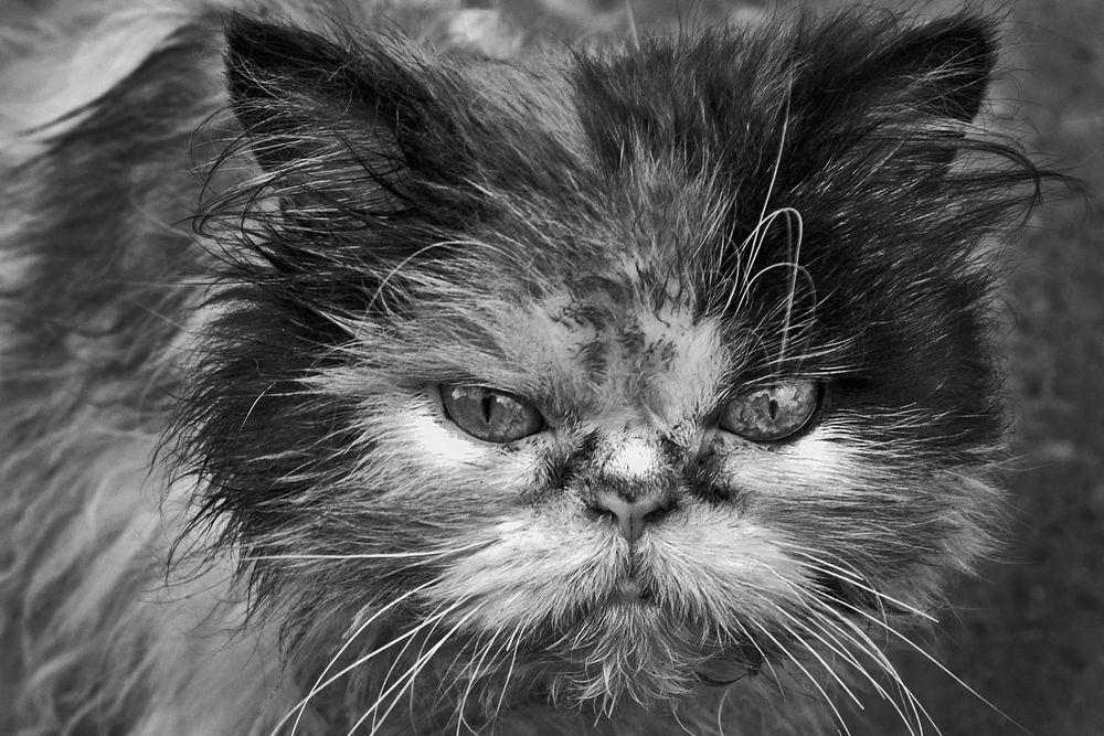 Дворовый разбойник