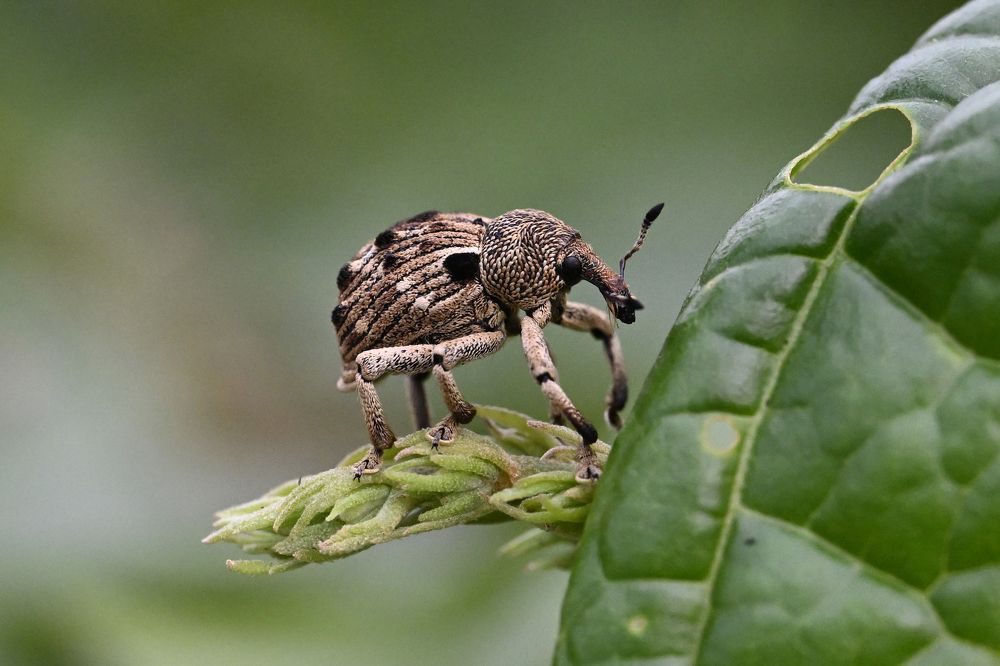 Photograph by SRIMANTA RAY