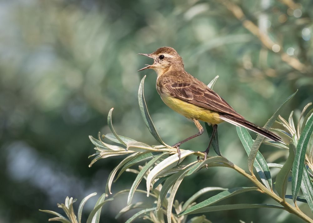 Желтая трясогузка
