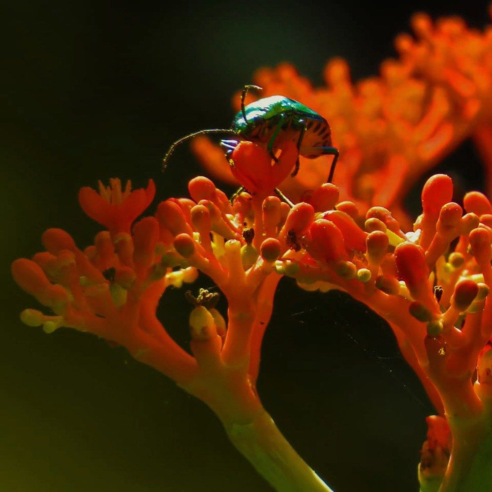 Фотография автора Asika Mane