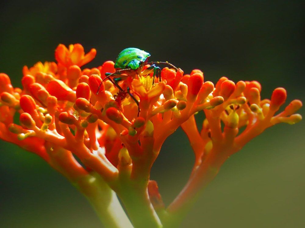 Фотография автора Asika Mane