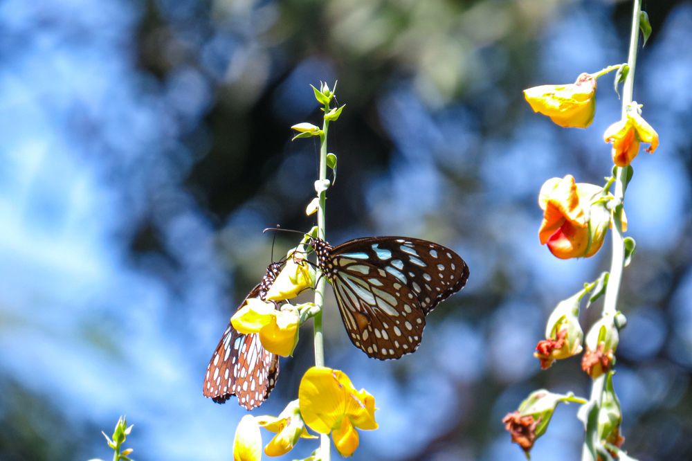 Фотография автора Asika Mane