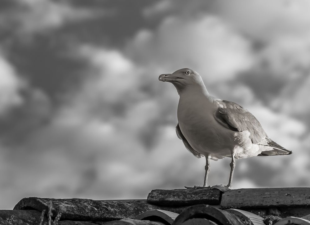 Фотография автора Mario Marco Cosulich