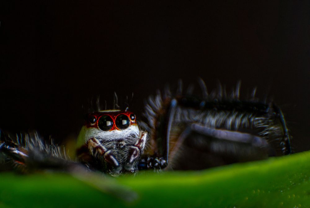 Photograph by Dewindu H. Fernando