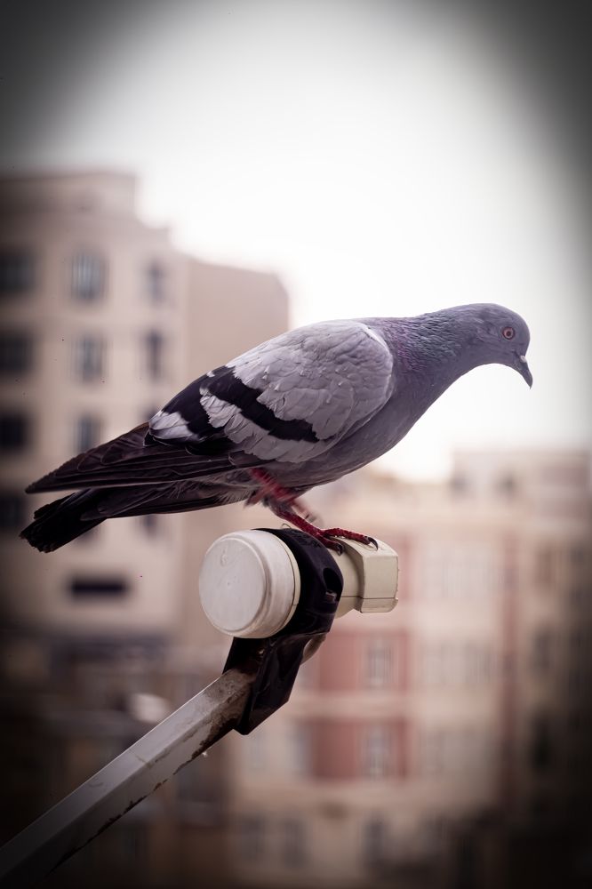 Photograph by Romina Moniri