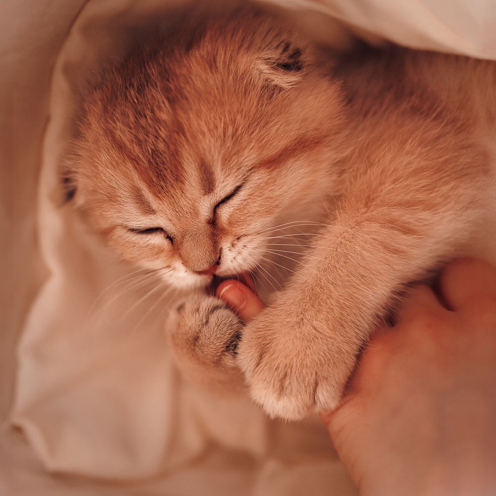 Фотография автора Галина Аверьянова