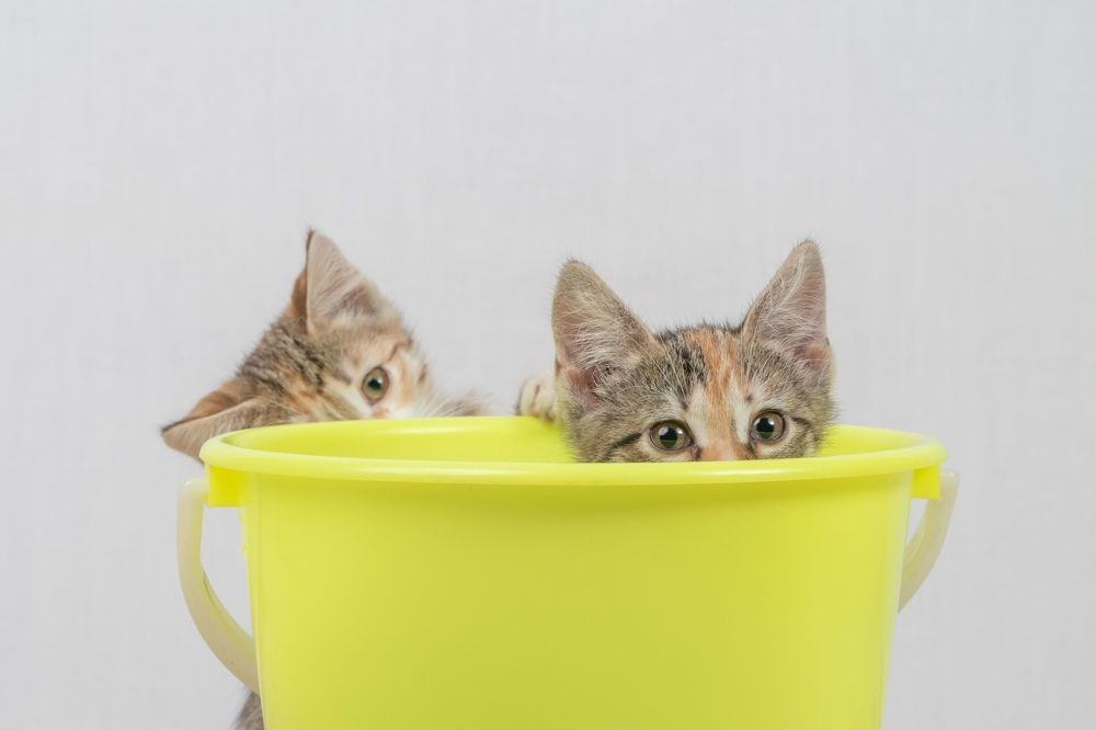 Photograph by Александр Колляков