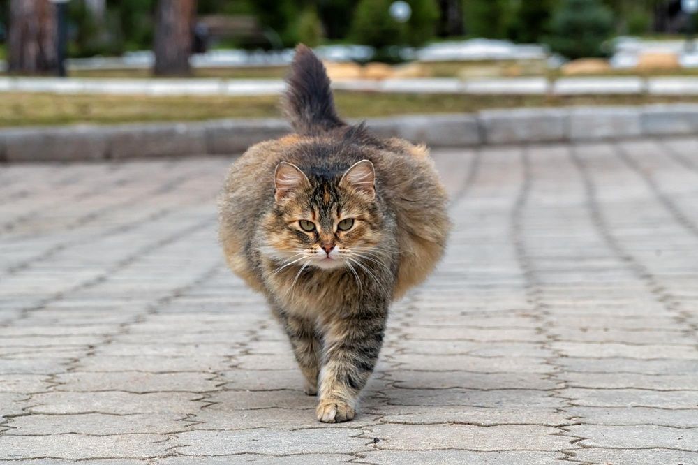 Photograph by Александр Колляков